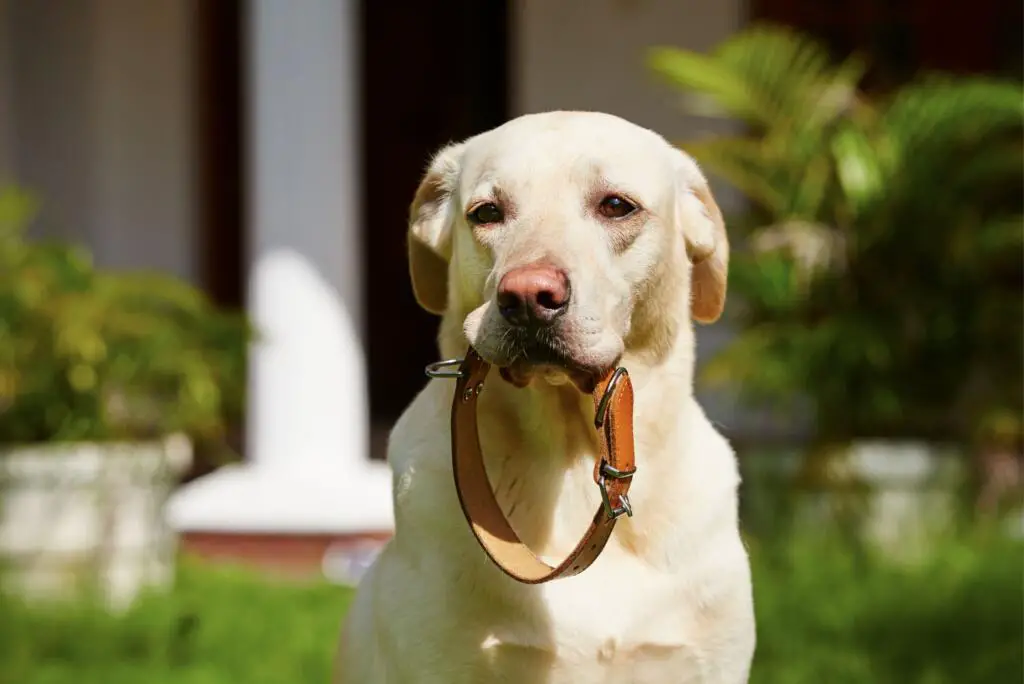 dog-collars-and-leashes-adjustable-dog-harness-id