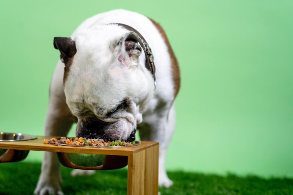 Dog consuming the healthiest dog foods