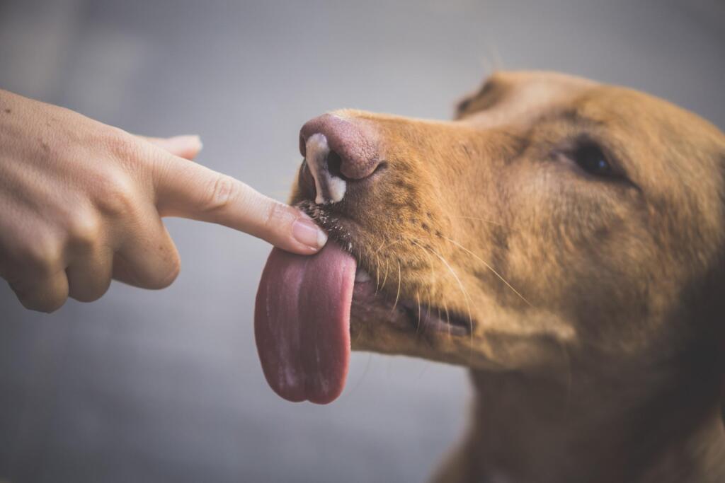 Dog myth about mouth being clean