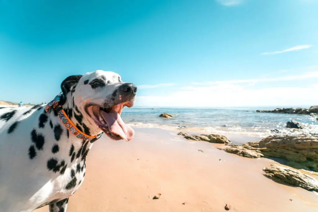fun-dog-activities-beach