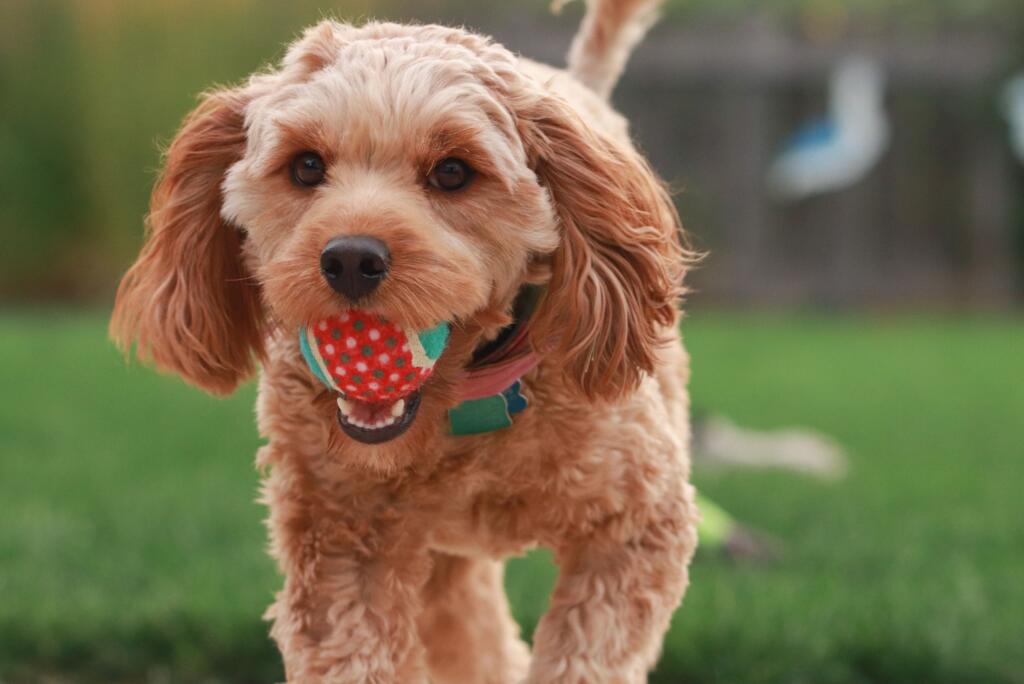 fun-dog-activities-fetch