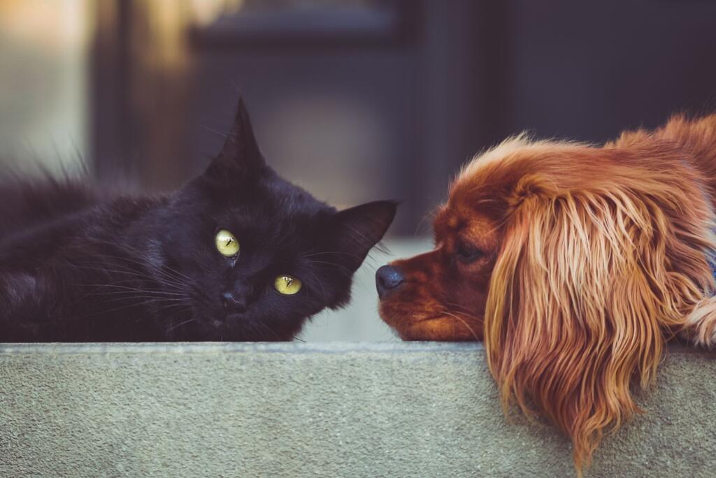introduce-a-cat-to-a-dog-visual-contact