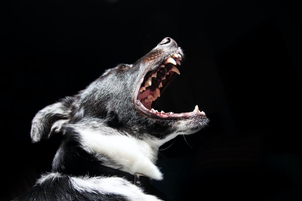 stop-your-dog-from-barking-tips