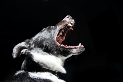 6 useful tips to stop your dog from barking (and what not ...