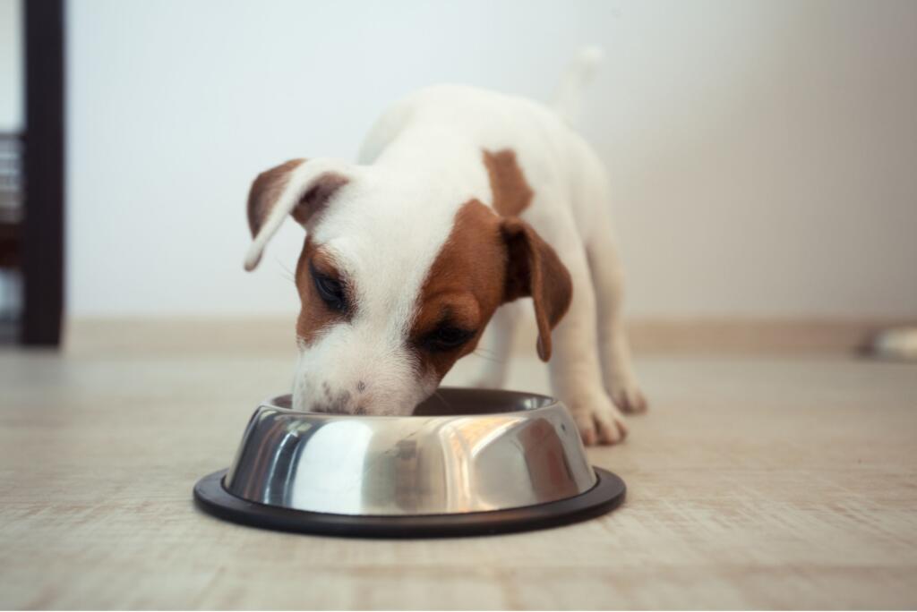 homemade-dog-food-balanced-diet