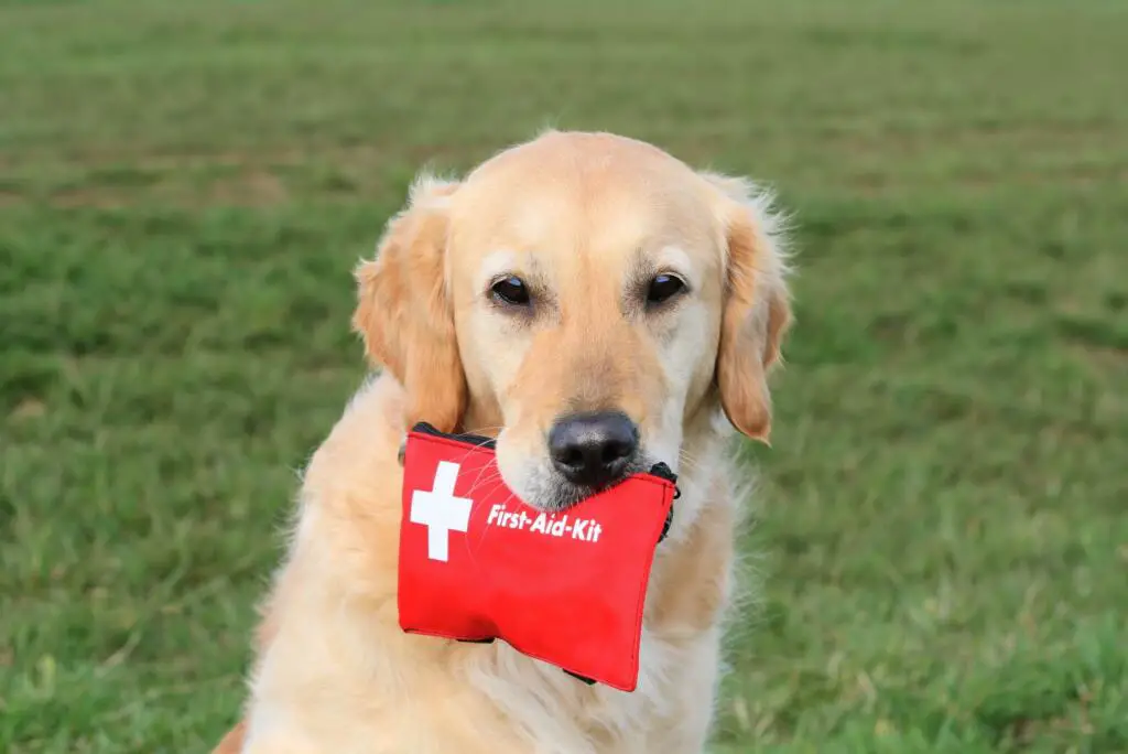 Dog emergency first aid kit