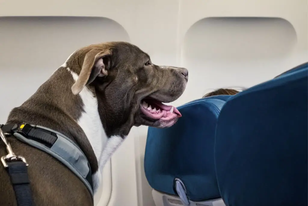 flying-with-a-dog-pick-an-airline