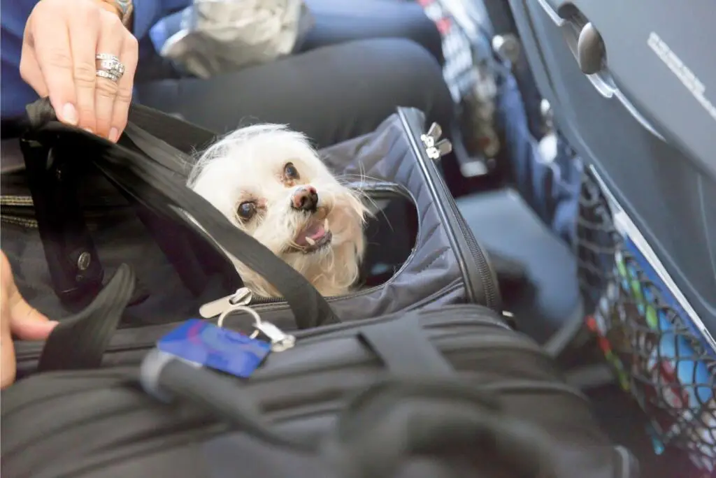 tips-for-flying-with-a-dog-cabin