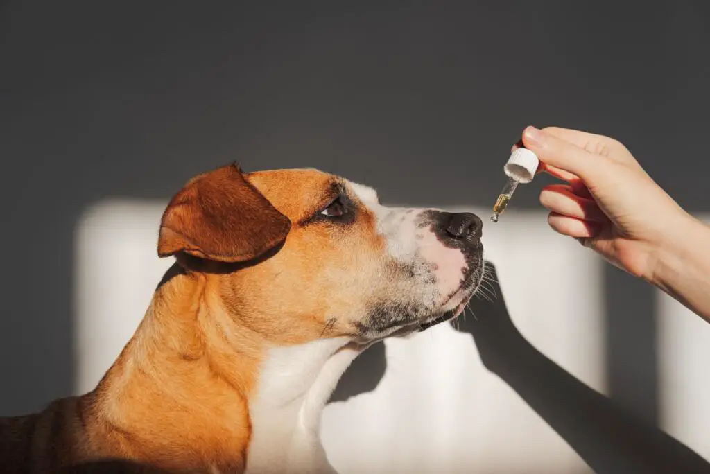 cbd-oil-for-dogs-benefits