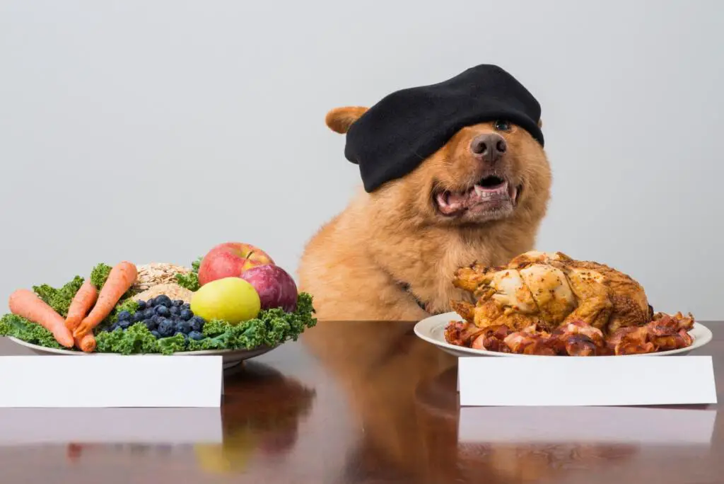 how-to-choose-dog-food-different-diets