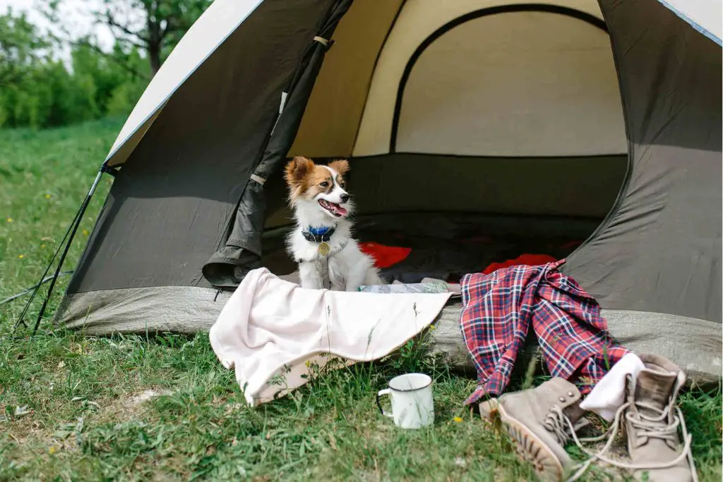 dog-camping-gear