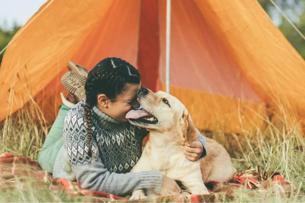 dog-friendly-camping-sites