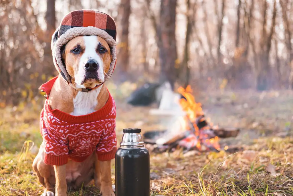 should-you-go-camping-with-your-dog