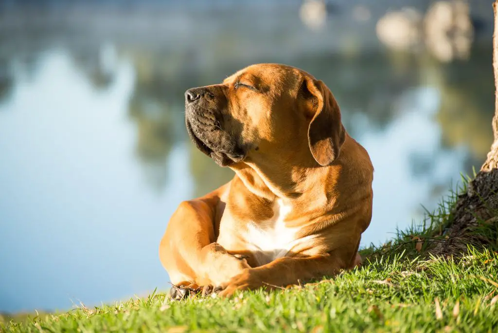 sun-safety-and-dog-sunscreen